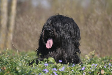 Briard en forêt