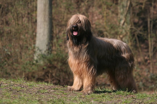 Berger Briard en alerte