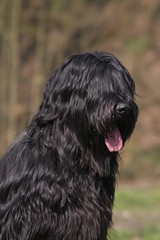 Portrait d'un Briard noir au poil luisant