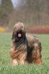 Briard cendré à la campagne