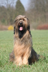 Adorable grand chien tout en poil