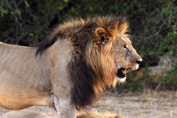 Lion