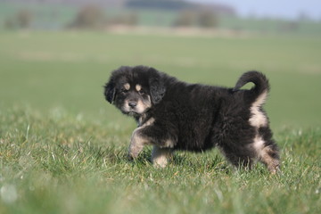 jeune dogue du tibet en train de marcher surpris par un bruit