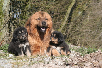 Fototapeta na wymiar dogue du tibet allongée près d'un bois avec ses deux petits