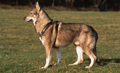 Chien loup tchécoslovaque avec son harnais