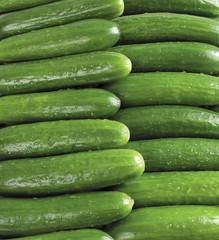 Fresh cucumbers