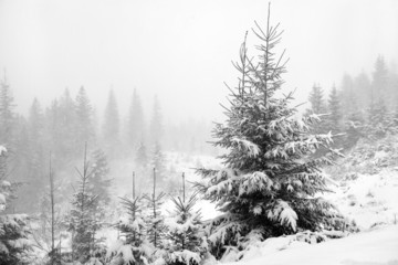 Obraz na płótnie Canvas Snowy trees