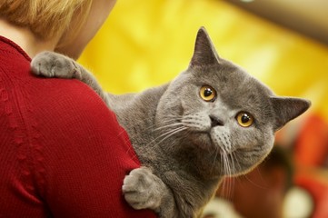 British  Shorthair 1