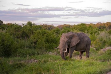 Naklejka na ściany i meble Male elephant in Kruger National park