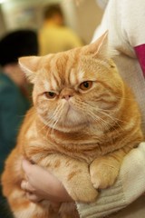 Obraz premium Exotic ​shorthair
