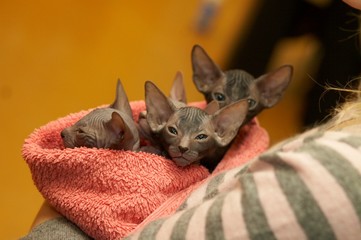Sphinx Kittens 1