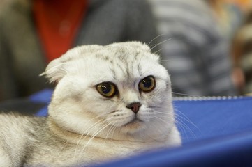 scottish fold
