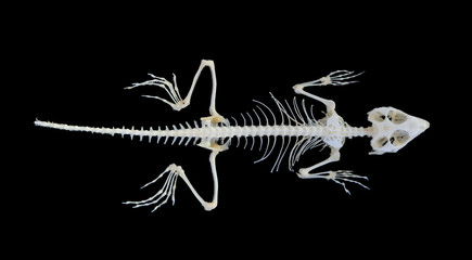 Isolated lizard (Agama caucasica) skeleton on black background