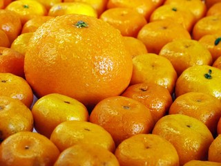 Citrus