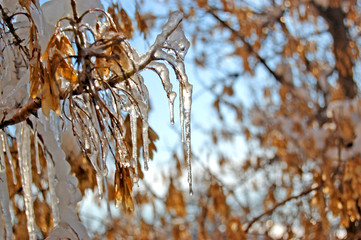 Icicles on maple