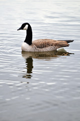 Canadian Goose