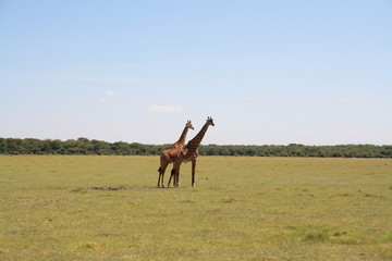 Giraffen am Lake Manyara