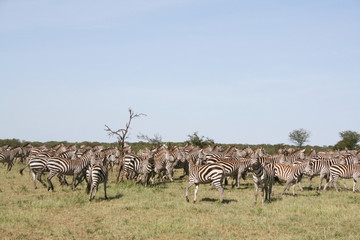 Naklejka premium Migration von Zebras in der Serengeti