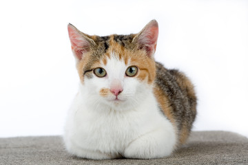 spotted cat portrait, isolated