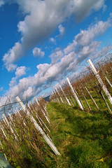 Fototapeta premium Wineyards in autumn