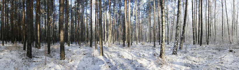 Winterwald Panorama