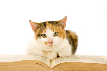 spotted cat and book, isolated