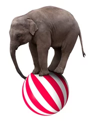Crédence de cuisine en verre imprimé Éléphant Bébé éléphant sur ballon