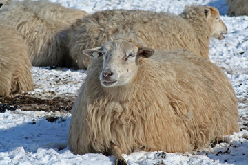 Schaf im Schnee