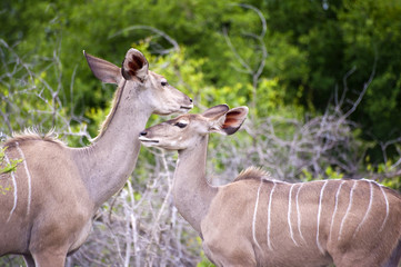 Mother and Young Kudu in Kruger National Park, South Africa.