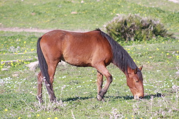 Fototapeta premium caballo pastando en Bolonia
