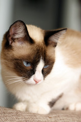 Kitty
