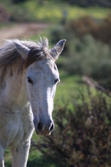 caballo en Bolonia