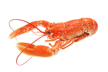 Fresh lobster
