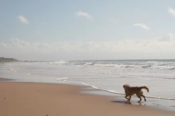 Crédence de cuisine en verre imprimé Plage de Bolonia, Tarifa, Espagne perro en la playa de bolonia