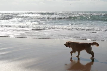 Crédence de cuisine en verre imprimé Plage de Bolonia, Tarifa, Espagne perro en la playa de bolonia