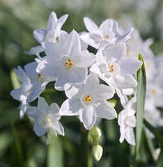 Wall murals Narcissus white daffodil
