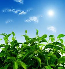 Spring landscape - green fields, the blue sky