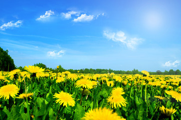 Fototapeta premium Meadow with yellow dandelions.