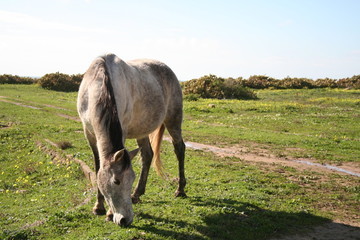 caballo pastando en Bolonia