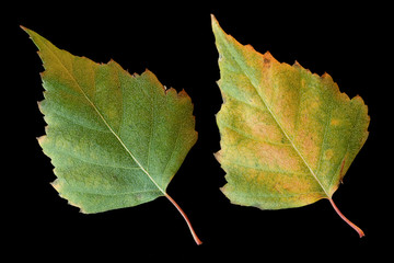 Two Green and Yellow Autumn Birch leafs on Black