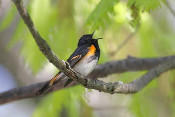 American Redstart Warbler Singing