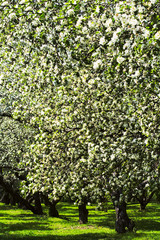 Fototapeta na wymiar apple trees blossoming