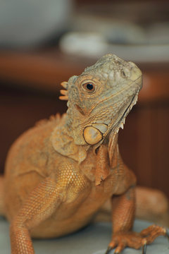 iguan