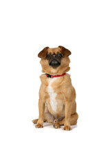 small brown dog sitting on white background