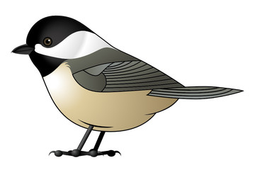 Black Capped Chickadee