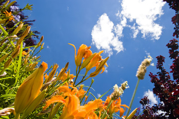 Fototapeta na wymiar Orange lillies against a bright blue sky with clouds.