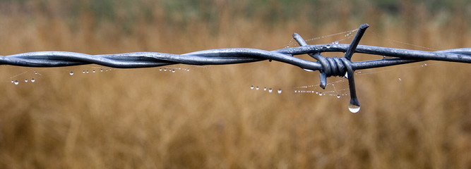Dew drops and cobwebs on a barbed wire fence.