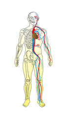 the man anatomy - skeleton and vascular system