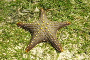 star fish