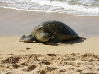 turtle on beach